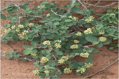 Cordia diffusa